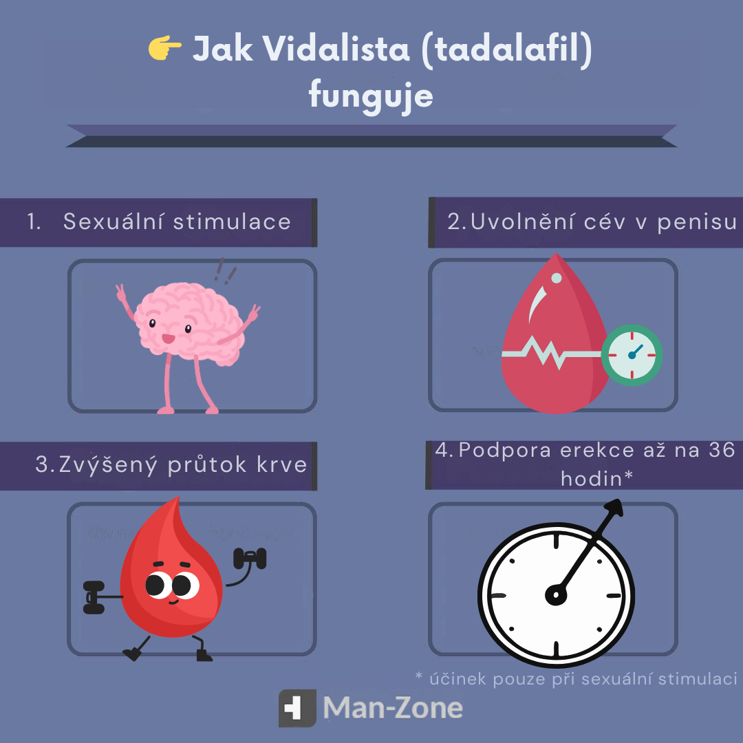 infografika-Jak-funguje-vidalista–mechanismus-účinku-tadalafilu-při-erekci