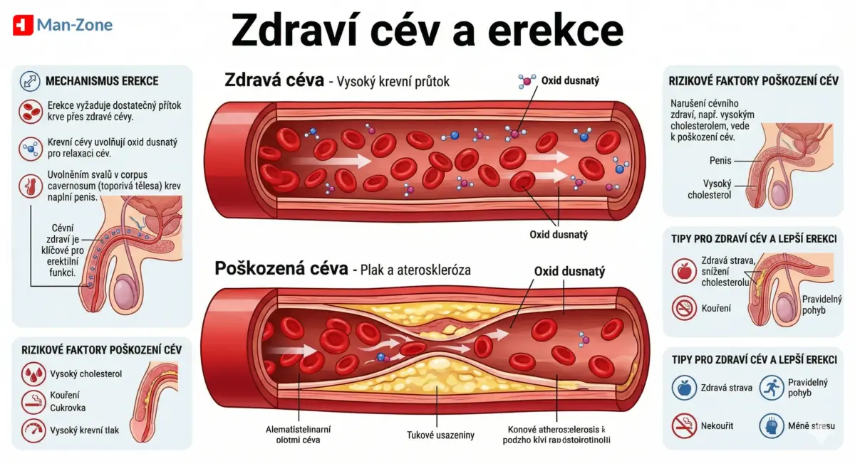 Prodej sildenafilu a tadalafilu v roce 2026: Vědecký pohled na vaskulární optimalizaci a výkon jak-funguje-sildenafil-a-tadalafil-v-cevech