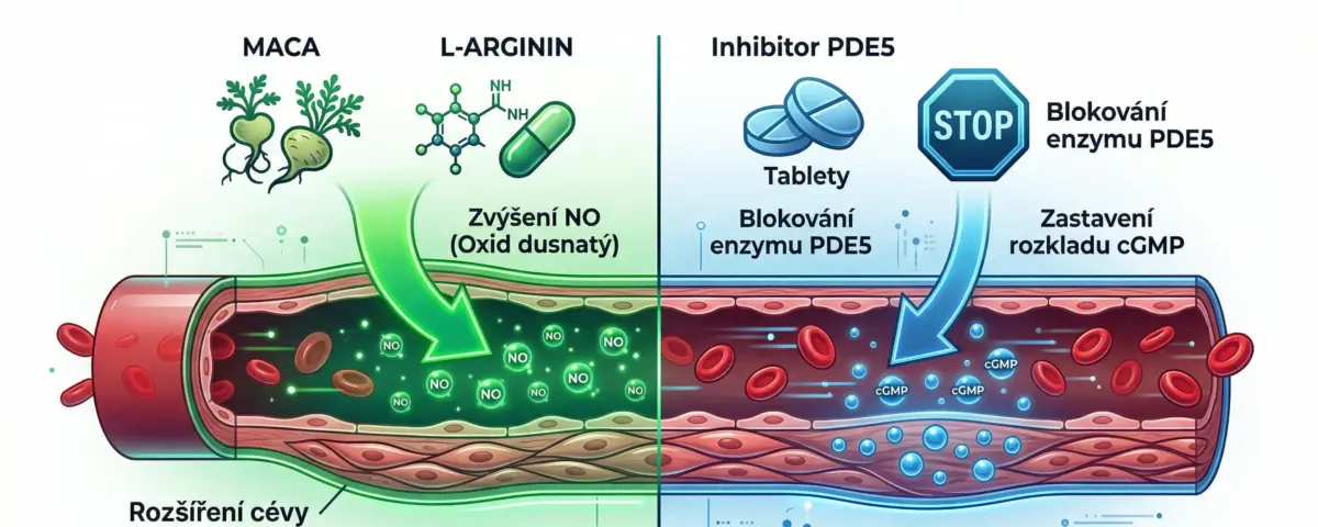 Přírodní doplňky na erekci vs. moderní léky: Vědecká pravda o účinnosti a limitech schema-pusobeni-prirodni-doplnky-a-leku-na-erekci-v-ceve