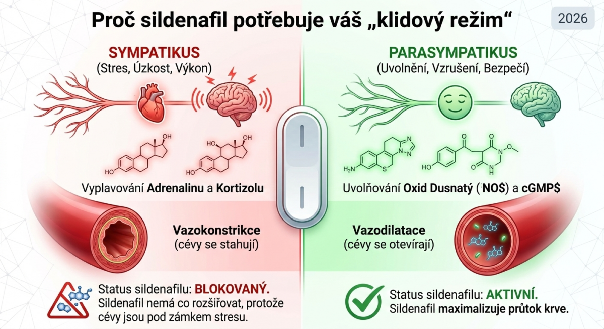 sympatikus-parasympatikus-erekce-sildenafil-blokada